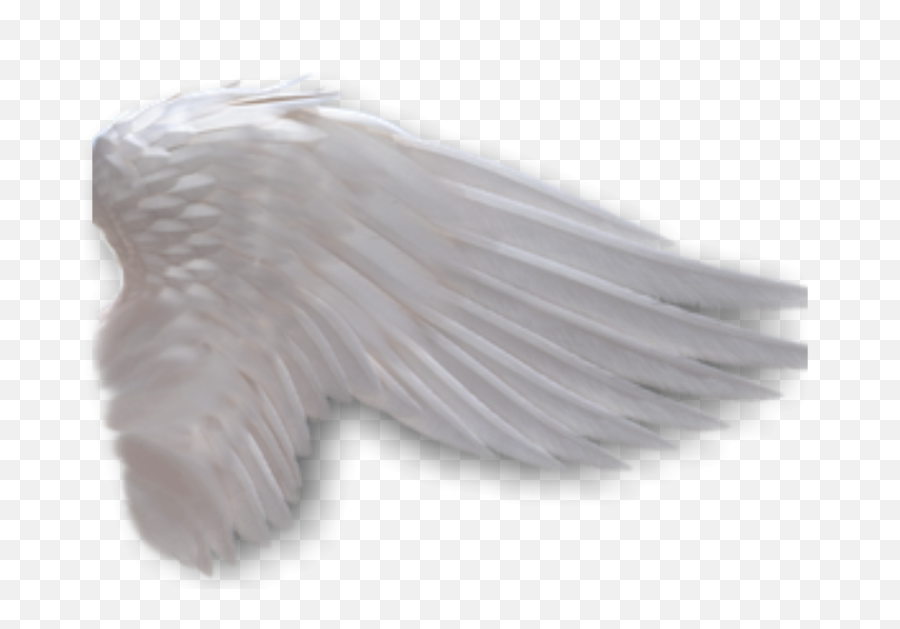 Download Angel Wings Anime Side View - Angel Wings Side View Angel Wing Transparent Background Png,White Angel Wings Png