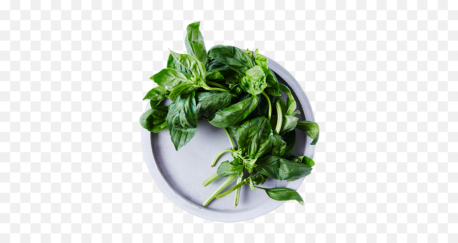 Iga - Recipeingredientbasil Iga Recipes Parsley Png,Basil Png