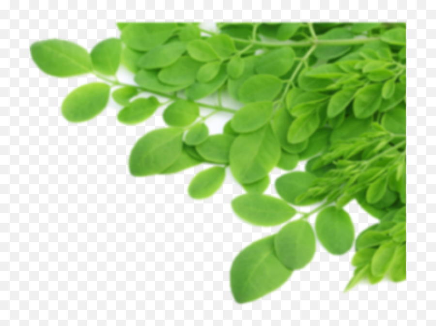 Tea Leaves Png - Moringa Leaves Transparent Background,Tea Leaves Png