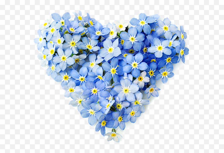 Forget Me Not Flower Png - Vergeetmenietjes Hart,Forget Me Not Png
