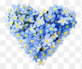 Forget Me Not Flower Png - Vergeetmenietjes Hart,Forget Me Not Png