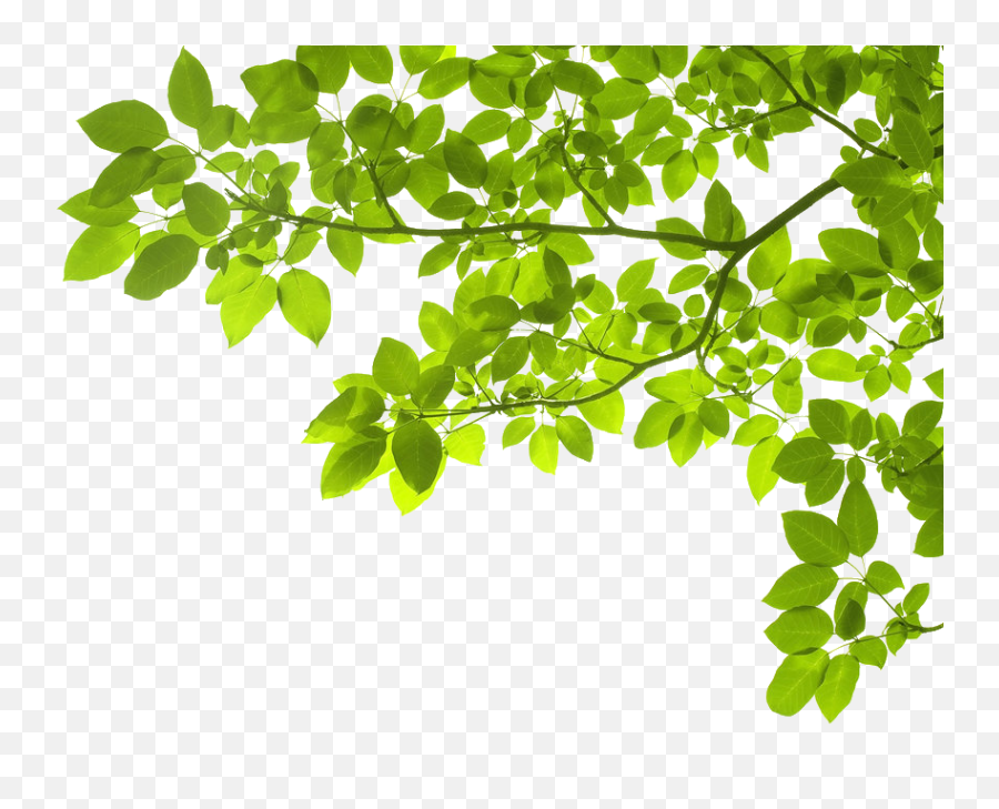 Green Leaves Download Free Png - Leaves In The Corner,Green Leaves Png