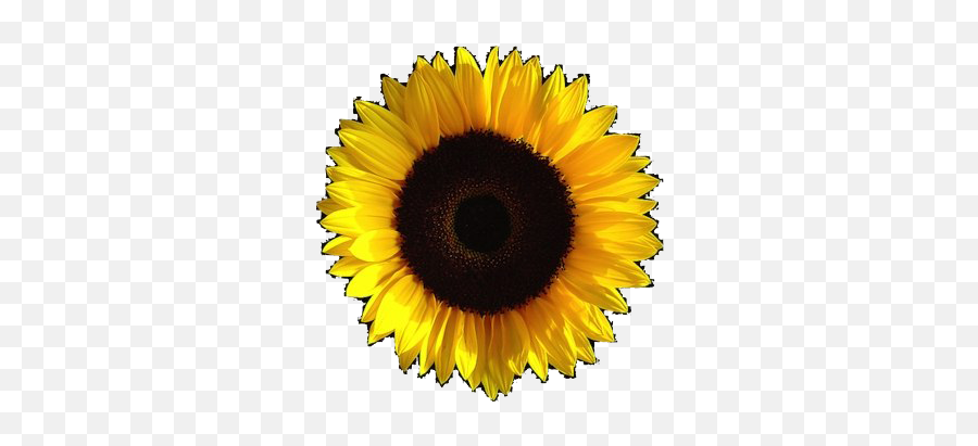 Aesthetic Sunflower Transparent Image - Aesthetic Png Transparent Background,Sunflower Transparent Background