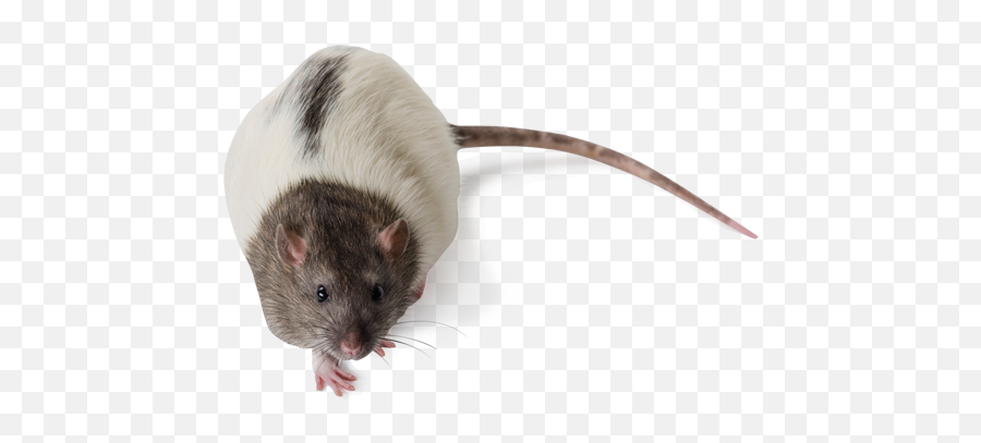 Zucker Obese Rats Hsdhlrzucker - Leprfa Mutant Rats Zucker Rat Png,Rat Png