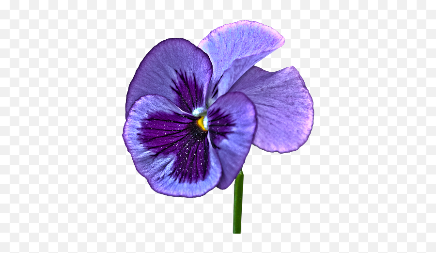 A Single Purple Pansy - Shirt Pansy Transparent Background Png,Flower Transparent Background