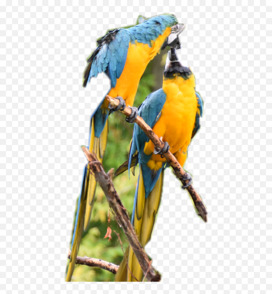 Parrot Clipart - Macaw Png Download Original Size Png Parrots,Macaw Png
