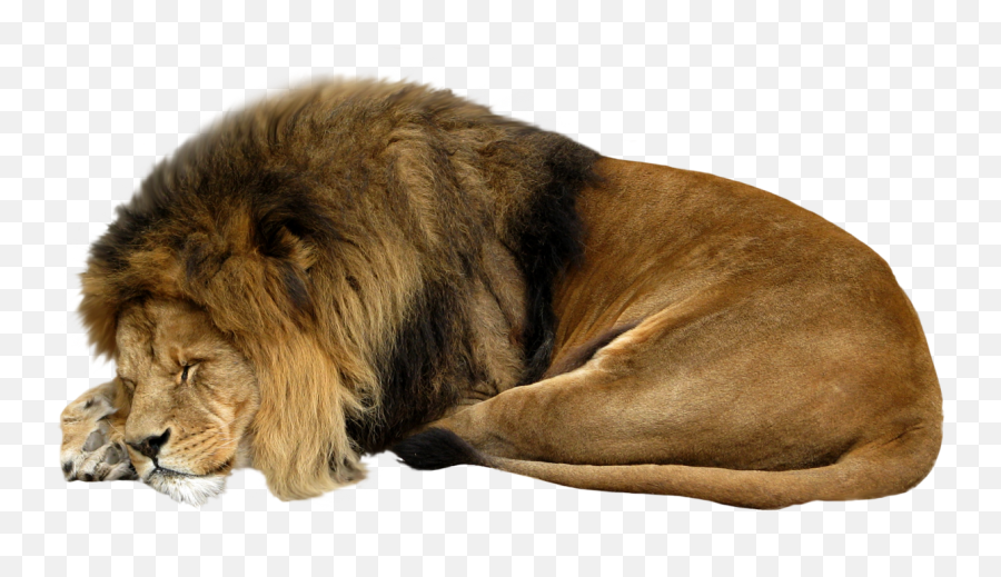 Lions Png Images And Lion Clipart Free Download - Free Sleeping Lion White Background,Lion Roar Png