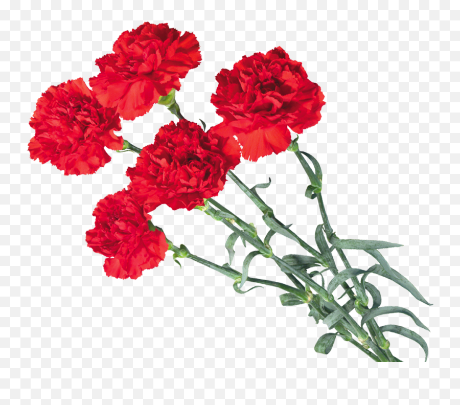 Download Carnations - Flower Transparent Background Red Carnation Png,Carnation Png