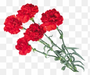 Download Carnations - Flower Transparent Background Red Carnation Png,Carnation Png