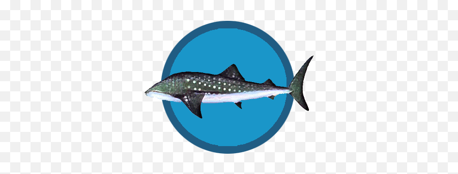 Whale Sharks - Whale Shark Png,Whale Shark Png