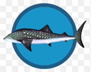 Whale Sharks - Whale Shark Png,Whale Shark Png