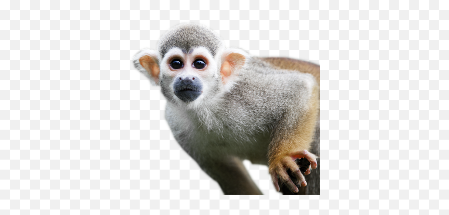 Monkeys Png 3 Image - Small Monkey Png,Monkey Transparent Background