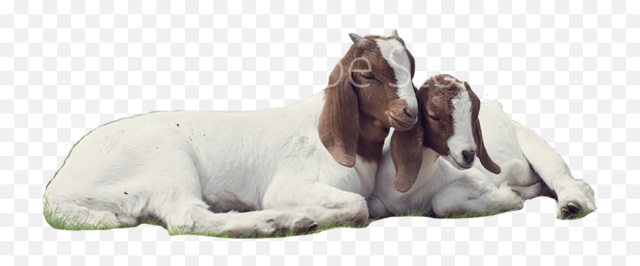 Download Goats - Transparent Background Goat Images Png,Goats Png