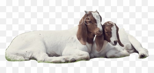 Download Goats - Transparent Background Goat Images Png,Goats Png