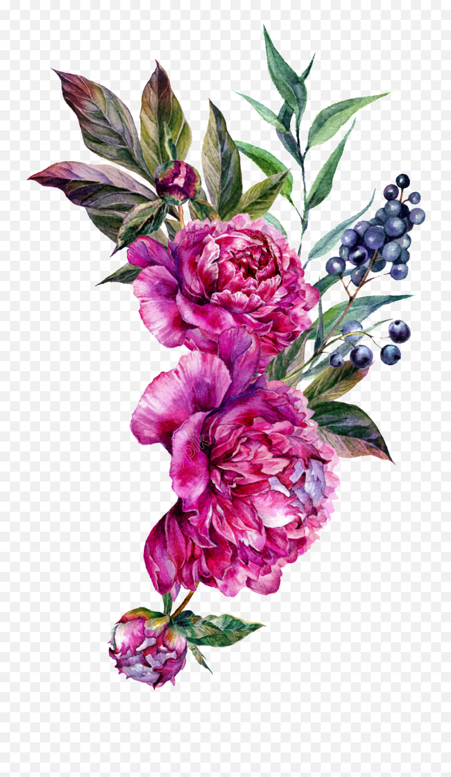 Flower Art - Peony Flower Photos Free Download Png,Flowers Vector Png