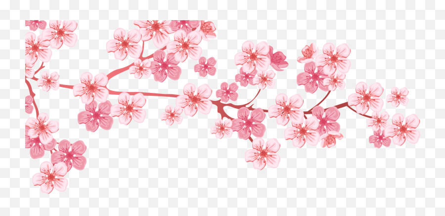 Cherry Blossom Branch Tree Almond Png