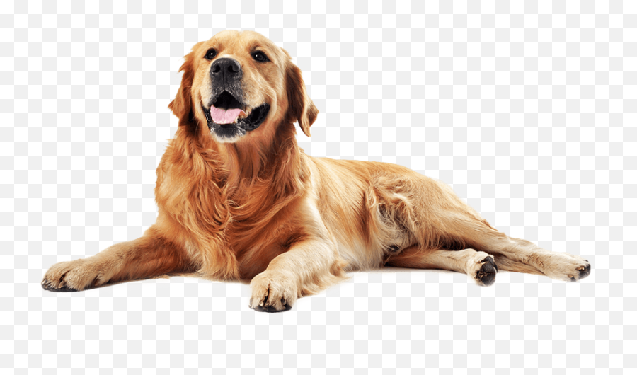 Dog Life - Plano De Saúde Animal Raised Outdoor Dog Bed Png,Pet Png