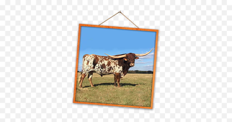 Ross Ranch Horns - Picture Frame Png,Longhorn Cattle Icon