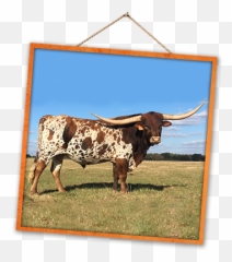 Ross Ranch Horns - Picture Frame png