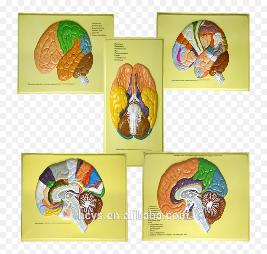 Biology Teaching Aids Anatomical Bas Relief Model Of The Human Brain - Buy The Human Brainbiology Teaching Aidsanatomical Bas Relief Model Product Brain Png,Human Brain Png