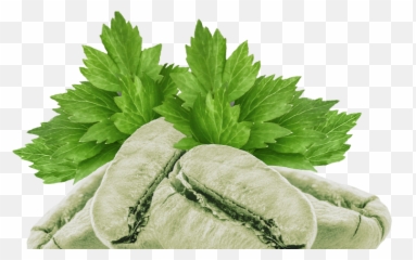 The Herbs Green Coffee With U201eslimnessu201d - Parsley Png,Herbs Png