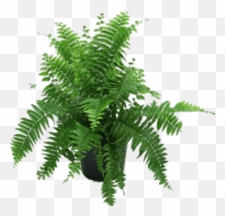 Fern In Black Pot Transparent Png - Nephrolepis Exaltata Png,Fern Png