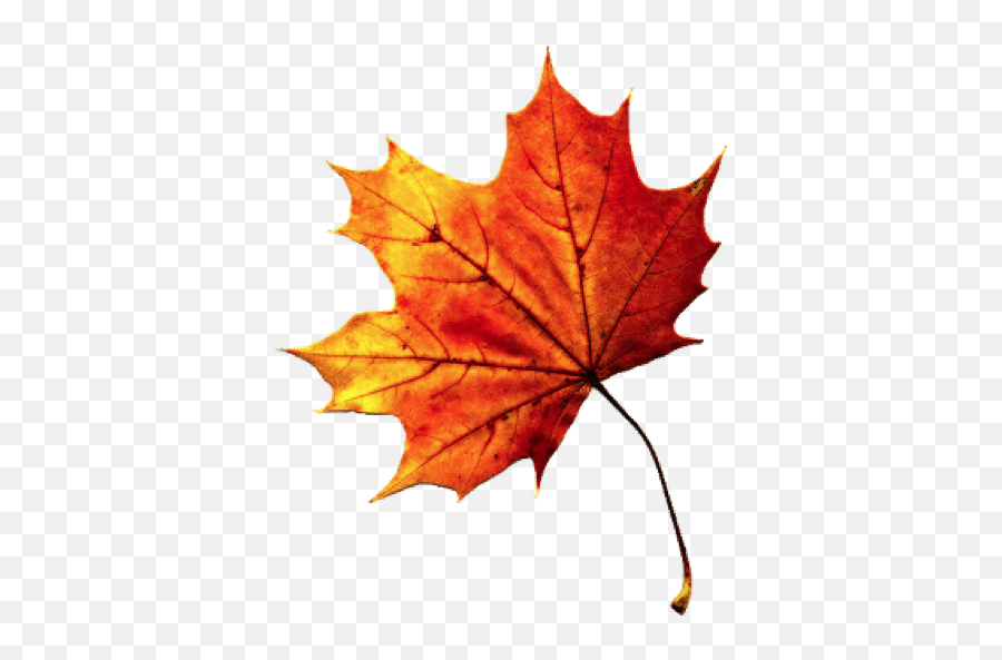 Fall Leaves Png Images 1 Image - Transparent Background Fall Leaf,Autumn Leaves Png