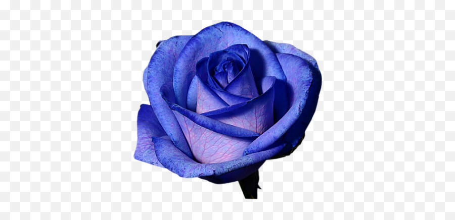 Purple Rose Transparent Background - Blue Rose Png,Blue Flower Transparent Background