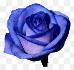 Purple Rose Transparent Background - Blue png