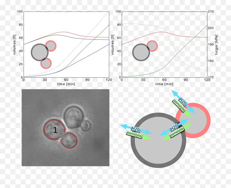 Download Hd Svg Freeuse Yeast Cell - Circle Png,Yeast Png