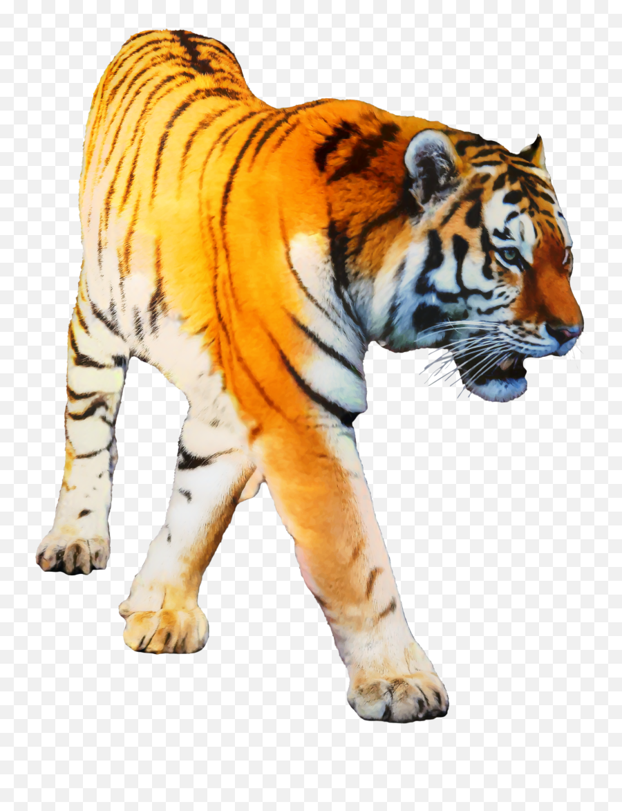 Tiger Portable Network Graphics Transparency Clip Art - Transparent Tiger Clean Png,Tiger Transparent