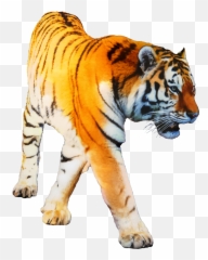 Tiger Portable Network Graphics Transparency Clip Art - Transparent Clean Png