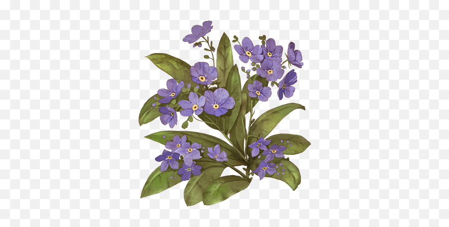 African Violets Transparent Png Image - African Violets,Violets Png