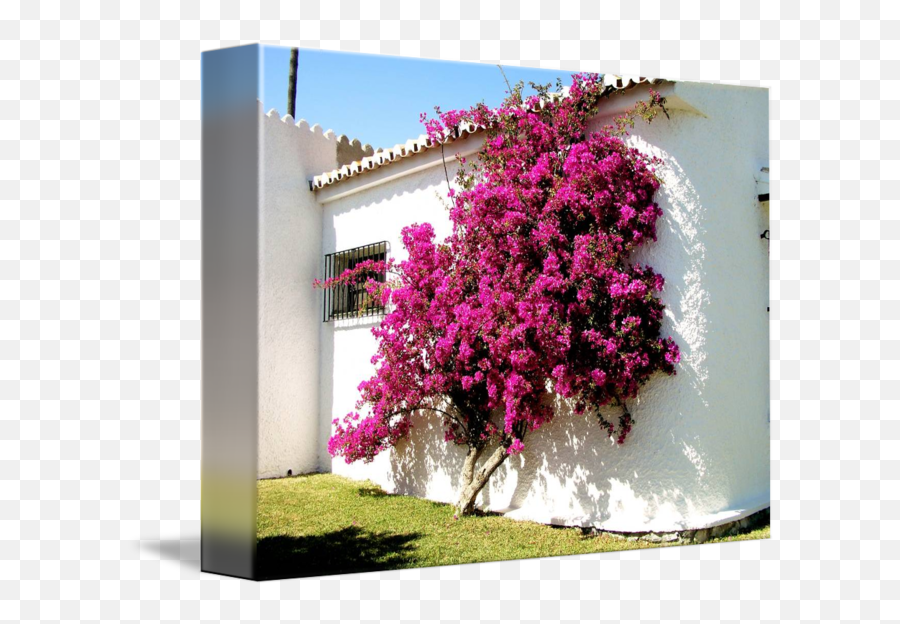 Bougainvillea By Gerard Mcloughlin Png