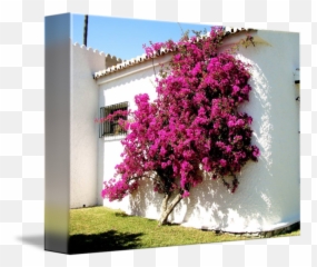 Bougainvillea By Gerard Mcloughlin Png