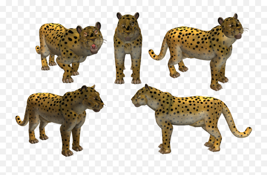 Download Hd Snow Leopard Clipart Amur - Amur Leopard Scimitar Cat Png,Snow Leopard Png