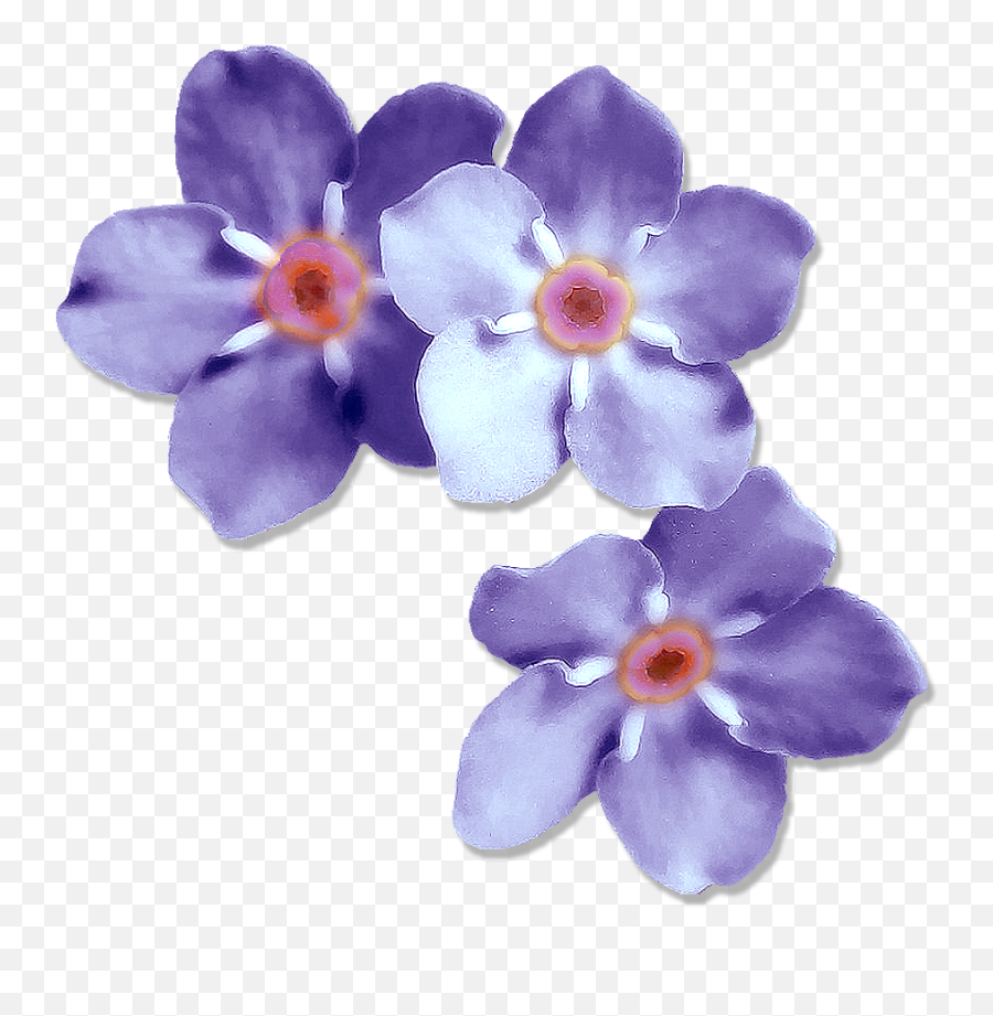 Download Hd Forget Me Nots - Plant Forget Me Not Purple Png,Forget Me Not Png