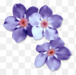 Download Hd Forget Me Nots - Plant Forget Me Not Purple Png,Forget Me Not Png