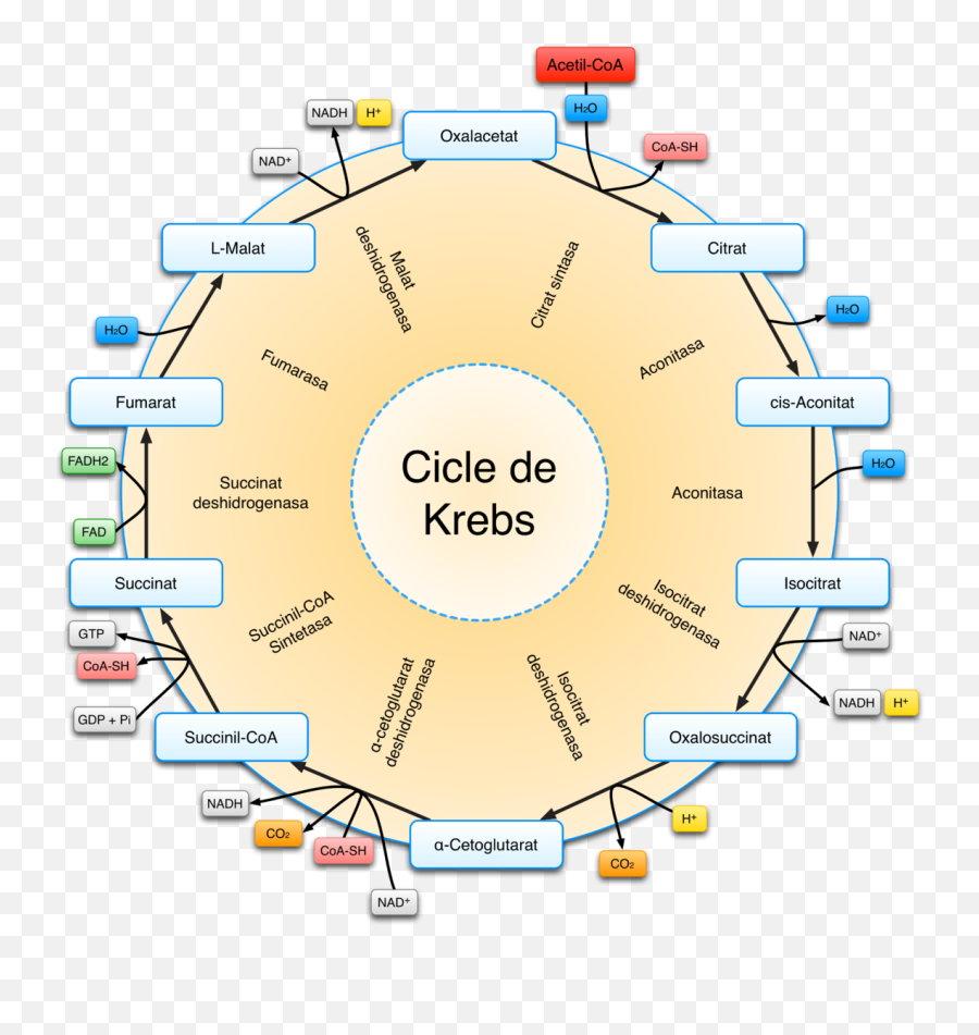 Citric Acid Cycle - Citric Acid Cycle Ciclo De Krebs Png,Cycle Png