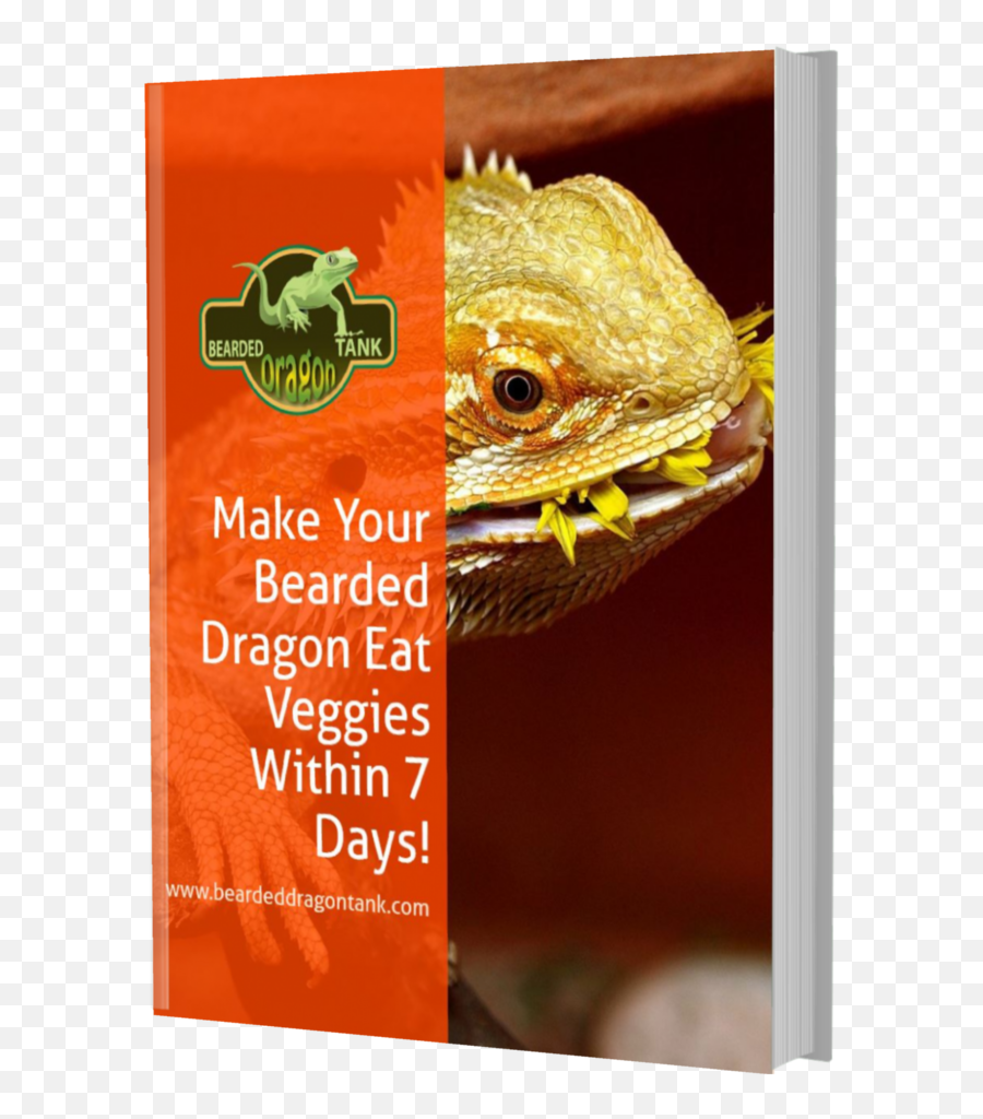 Make Your Bearded Dragon Eat Greens Within 7 Days Ebook - Dragon Lizard Png,Bearded Dragon Png