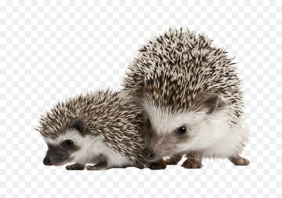 5 Things You Must Know For A Happy Hedgehog Pet Radio Magazine - Hedgehog Png,Hedgehog Png