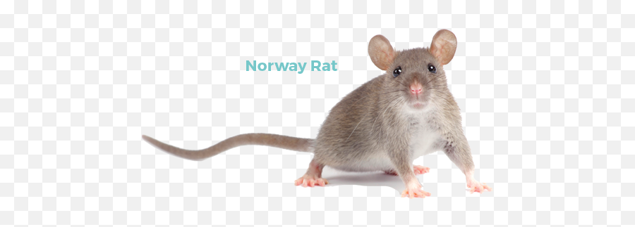 What Kind Of Rat Is - Norway Rat Png,Rat Png