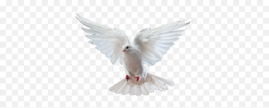 Doves - Occasional Monarchy Colomba Png,White Doves Png