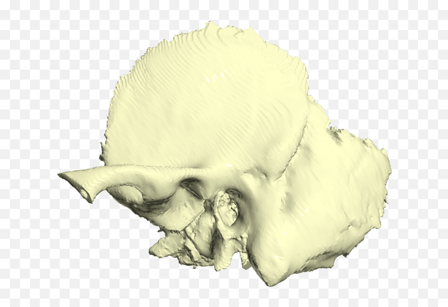Example Of A 3d Model Bone Generated From Scanning - Temporal Bone 3d Model Png,3d Skull Png