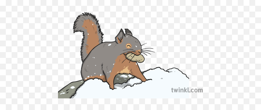 Survive Squirrel Illustration - Twinkl Fox Squirrel Png,Squirrel Png