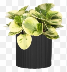 Stripes Png - Lots Of Stripes Vase 1128990 Vippng For Indoor