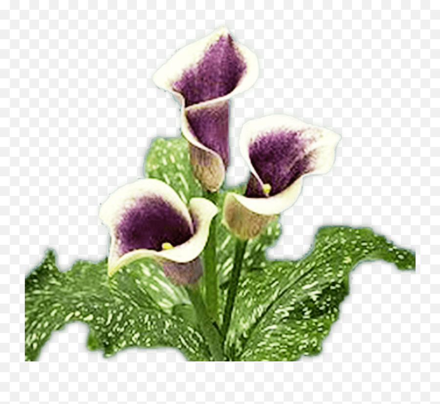 Calla Lilies White Purple Lily Flowers - Purple And White Calla Lily Png,Calla Lily Png