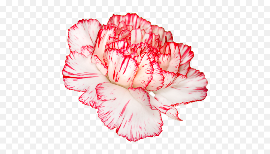Carnation - Red And White Flower Png,Carnation Png