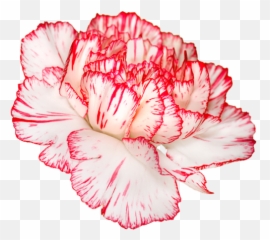 Carnation - Red And White Flower Png,Carnation Png