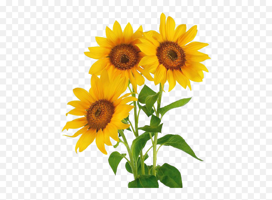 Vase With Three Sunflowers Png U0026 Free - Natural Flowers Png Hd,Sunflowers Png